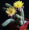 Нажмите на изображение для увеличения.

Название:	x Chamaelobivia hybrid cv.Yellow Bird..JPG
Просмотров:	98
Размер:	198.2 Кб
ID:	342229