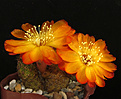Нажмите на изображение для увеличения.

Название:	Sulcorebutia tarabucoensis v.aureiflora.jpg
Просмотров:	213
Размер:	279.4 Кб
ID:	342234