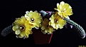 Нажмите на изображение для увеличения.

Название:	Chamaelobivia hybrid cv.Yellow Bird.JPG
Просмотров:	208
Размер:	161.3 Кб
ID:	342255
