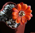 Нажмите на изображение для увеличения.

Название:	Rebutia huasiensis R313.JPG
Просмотров:	237
Размер:	141.4 Кб
ID:	342256