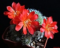 Нажмите на изображение для увеличения.

Название:	Rebutia senilis.JPG
Просмотров:	242
Размер:	184.3 Кб
ID:	342257