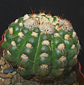 Нажмите на изображение для увеличения.

Название:	Notocactus uebelmannianus.jpg
Просмотров:	269
Размер:	240.9 Кб
ID:	342285
