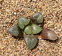 Нажмите на изображение для увеличения.

Название:	Haworthia_bayeri_GM573.jpg
Просмотров:	480
Размер:	229.2 Кб
ID:	342300