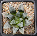 Нажмите на изображение для увеличения.

Название:	Haworthia_bayeri_RIB0069.jpg
Просмотров:	482
Размер:	195.4 Кб
ID:	342301