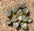 Нажмите на изображение для увеличения.

Название:	Haworthia_correcta_ex_Hosogai.jpg
Просмотров:	474
Размер:	217.4 Кб
ID:	342302