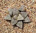Нажмите на изображение для увеличения.

Название:	Haworthia_picta.jpg
Просмотров:	473
Размер:	217.8 Кб
ID:	342303