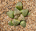 Нажмите на изображение для увеличения.

Название:	Haworthia_picta_var_janvlokii GM267.jpg
Просмотров:	492
Размер:	213.5 Кб
ID:	342304