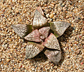 Нажмите на изображение для увеличения.

Название:	Haworthia_picta_'Teresa'.jpg
Просмотров:	481
Размер:	211.0 Кб
ID:	342305