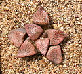 Нажмите на изображение для увеличения.

Название:	Haworthia_picta_'Robert'.jpg
Просмотров:	466
Размер:	230.8 Кб
ID:	342306