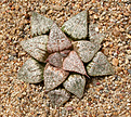 Нажмите на изображение для увеличения.

Название:	Haworthia_picta 'Arie'.jpg
Просмотров:	463
Размер:	216.2 Кб
ID:	342307