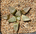 Нажмите на изображение для увеличения.

Название:	Haworthia_picta_GM581.jpg
Просмотров:	426
Размер:	245.0 Кб
ID:	342308