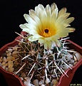 Нажмите на изображение для увеличения.

Название:	Notocactus submammulosus..JPG
Просмотров:	203
Размер:	180.4 Кб
ID:	342318
