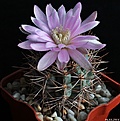 Нажмите на изображение для увеличения.

Название:	Gymnocalycium neuhuberi.JPG
Просмотров:	245
Размер:	171.1 Кб
ID:	342319