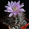 Нажмите на изображение для увеличения.

Название:	Gymnocalycium neuhuberi.JPG
Просмотров:	208
Размер:	171.1 Кб
ID:	342319