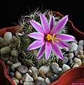 Нажмите на изображение для увеличения.

Название:	Mammillaria blossfeldiana.JPG
Просмотров:	218
Размер:	178.3 Кб
ID:	342320