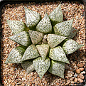 Нажмите на изображение для увеличения.

Название:	Haworthia_picta_Mozaik.jpg
Просмотров:	463
Размер:	224.4 Кб
ID:	342324