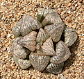 Нажмите на изображение для увеличения.

Название:	Haworthia_magnifica_var. splendens CG337.jpg
Просмотров:	472
Размер:	221.5 Кб
ID:	342326