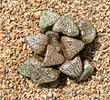 Нажмите на изображение для увеличения.

Название:	Haworthia_magnifica_var. splendens JDV 92-27.jpg
Просмотров:	468
Размер:	223.4 Кб
ID:	342327