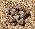 Нажмите на изображение для увеличения.

Название:	Haworthia_magnifica_var. splendens Red form Japan.jpg
Просмотров:	464
Размер:	208.4 Кб
ID:	342328