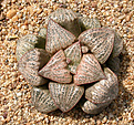 Нажмите на изображение для увеличения.

Название:	Haworthia_magnifica_var. splendens VA4705.jpg
Просмотров:	466
Размер:	217.6 Кб
ID:	342329