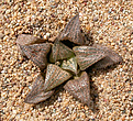 Нажмите на изображение для увеличения.

Название:	Haworthia_magnifica_var. splendens_Black form Japan.jpg
Просмотров:	442
Размер:	210.4 Кб
ID:	342330