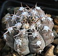 Нажмите на изображение для увеличения.

Название:	Gymnocalycium_prohazkianum_GN747-4024.jpg
Просмотров:	133
Размер:	197.2 Кб
ID:	342331