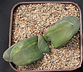 Нажмите на изображение для увеличения.

Название:	Gasteria HSG X SK_3.jpg
Просмотров:	463
Размер:	222.0 Кб
ID:	342333