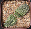 Нажмите на изображение для увеличения.

Название:	Gasteria HSG X SK_4.jpg
Просмотров:	495
Размер:	223.8 Кб
ID:	342334