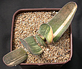 Нажмите на изображение для увеличения.

Название:	Gasteria HSG X SK.jpg
Просмотров:	487
Размер:	193.2 Кб
ID:	342335