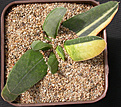 Нажмите на изображение для увеличения.

Название:	Gasteria SK X HSG.jpg
Просмотров:	502
Размер:	183.3 Кб
ID:	342336
