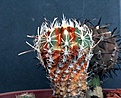 Нажмите на изображение для увеличения.

Название:	Sclerocactus pubispinus RP129_3y_4.14.JPG
Просмотров:	258
Размер:	94.9 Кб
ID:	342338