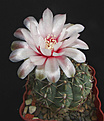 Нажмите на изображение для увеличения.

Название:	Gymnocalycium baldianum.jpg
Просмотров:	143
Размер:	238.5 Кб
ID:	342401