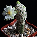 Нажмите на изображение для увеличения.

Название:	Mammillaria theresae f.albiflora.JPG
Просмотров:	138
Размер:	140.0 Кб
ID:	342415