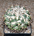 Нажмите на изображение для увеличения.

Название:	Coryphantha elephanthidens.jpg
Просмотров:	149
Размер:	225.0 Кб
ID:	342428