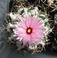 Нажмите на изображение для увеличения.

Название:	Coryphantha elephanthidens (цветущая).jpg
Просмотров:	143
Размер:	174.8 Кб
ID:	342429
