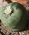 Нажмите на изображение для увеличения.

Название:	Lophophora d.JPG
Просмотров:	146
Размер:	108.3 Кб
ID:	342444