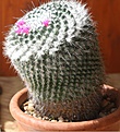 Нажмите на изображение для увеличения.

Название:	Mammillaria.JPG
Просмотров:	162
Размер:	158.9 Кб
ID:	342445