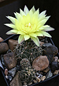 Нажмите на изображение для увеличения.

Название:	Gymnocalycium_andreae.jpg
Просмотров:	452
Размер:	224.7 Кб
ID:	342449