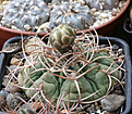 Нажмите на изображение для увеличения.

Название:	Gymnocalycium_guanchinense_VG231.jpg
Просмотров:	455
Размер:	203.6 Кб
ID:	342450