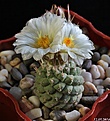 Нажмите на изображение для увеличения.

Название:	Strombocactus disciformis.JPG
Просмотров:	161
Размер:	165.5 Кб
ID:	342451