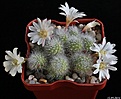 Нажмите на изображение для увеличения.

Название:	Aylostera albiflora.JPG
Просмотров:	163
Размер:	218.5 Кб
ID:	342454