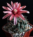 Нажмите на изображение для увеличения.

Название:	Gymnocalycium baldianum.JPG
Просмотров:	162
Размер:	152.2 Кб
ID:	342456
