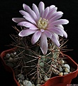 Нажмите на изображение для увеличения.

Название:	Gymnocalycium neuhuberi.JPG
Просмотров:	145
Размер:	158.2 Кб
ID:	342457