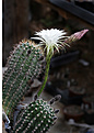 Нажмите на изображение для увеличения.

Название:	Echinopsis.jpg
Просмотров:	157
Размер:	183.5 Кб
ID:	342461