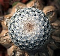 Нажмите на изображение для увеличения.

Название:	Mammillaria egregia_31.8.13.jpg
Просмотров:	146
Размер:	135.6 Кб
ID:	342466