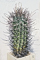 Нажмите на изображение для увеличения.

Название:	Glandulicactus uncinatus v. wrightii.jpg
Просмотров:	150
Размер:	232.8 Кб
ID:	342467