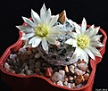 Нажмите на изображение для увеличения.

Название:	Mammillaria duwei L 1577.JPG
Просмотров:	149
Размер:	188.5 Кб
ID:	342474