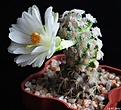 Нажмите на изображение для увеличения.

Название:	Mammillaria theresae f.albiflora.JPG
Просмотров:	151
Размер:	167.6 Кб
ID:	342475