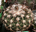 Нажмите на изображение для увеличения.

Название:	Discocactus_bahiensis_ ssp._gracilis_HU485.jpg
Просмотров:	153
Размер:	205.0 Кб
ID:	342502