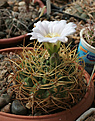 Нажмите на изображение для увеличения.

Название:	Gymnocalycium_monvillei_VG328.jpg
Просмотров:	455
Размер:	216.8 Кб
ID:	342504